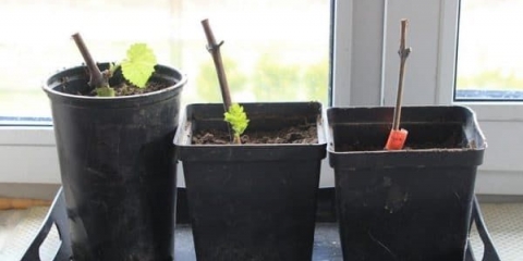 Kako klijati reznice grožđa kod kuće - priprema za klijanje